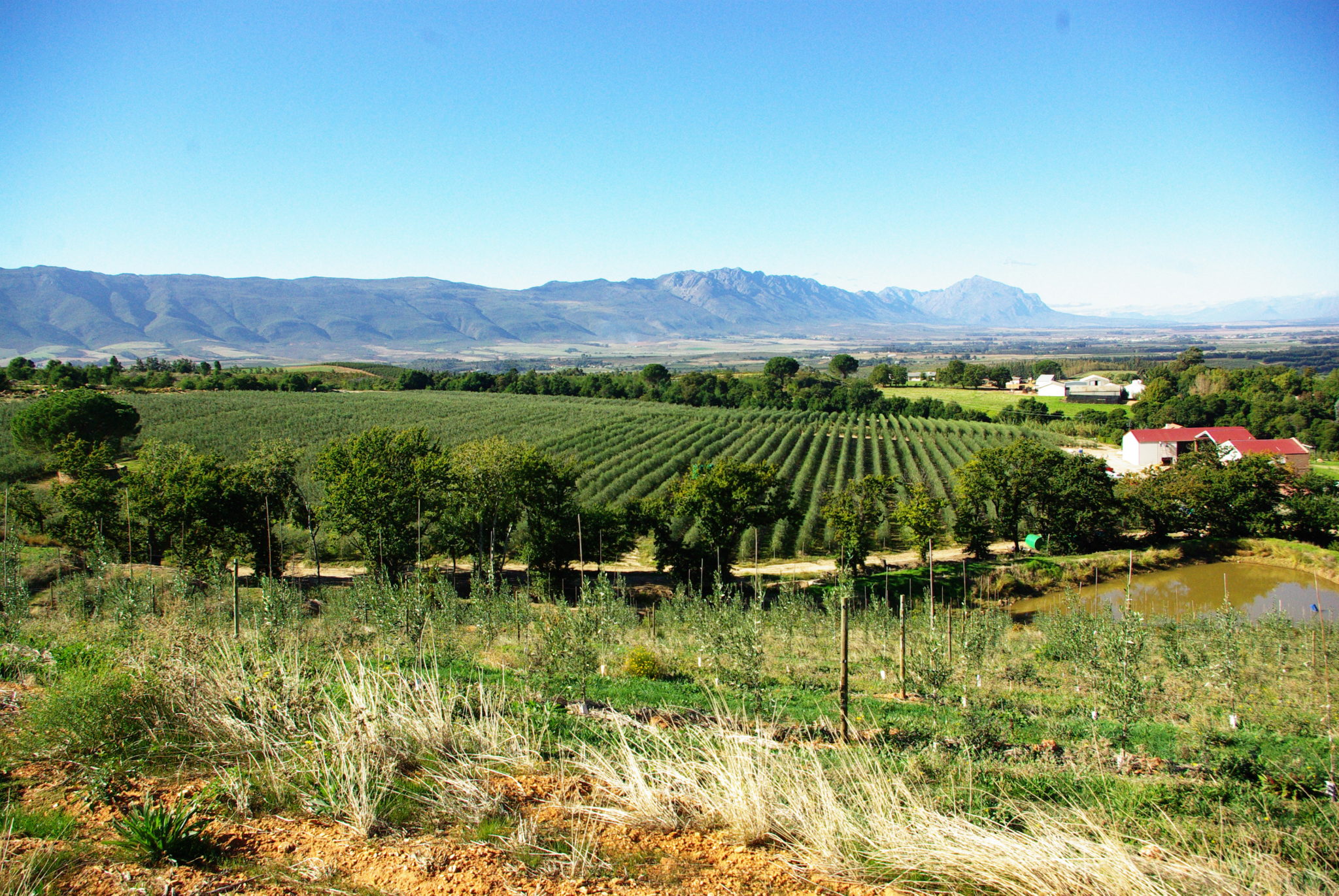 Oakhurst Farm Olives Landscape