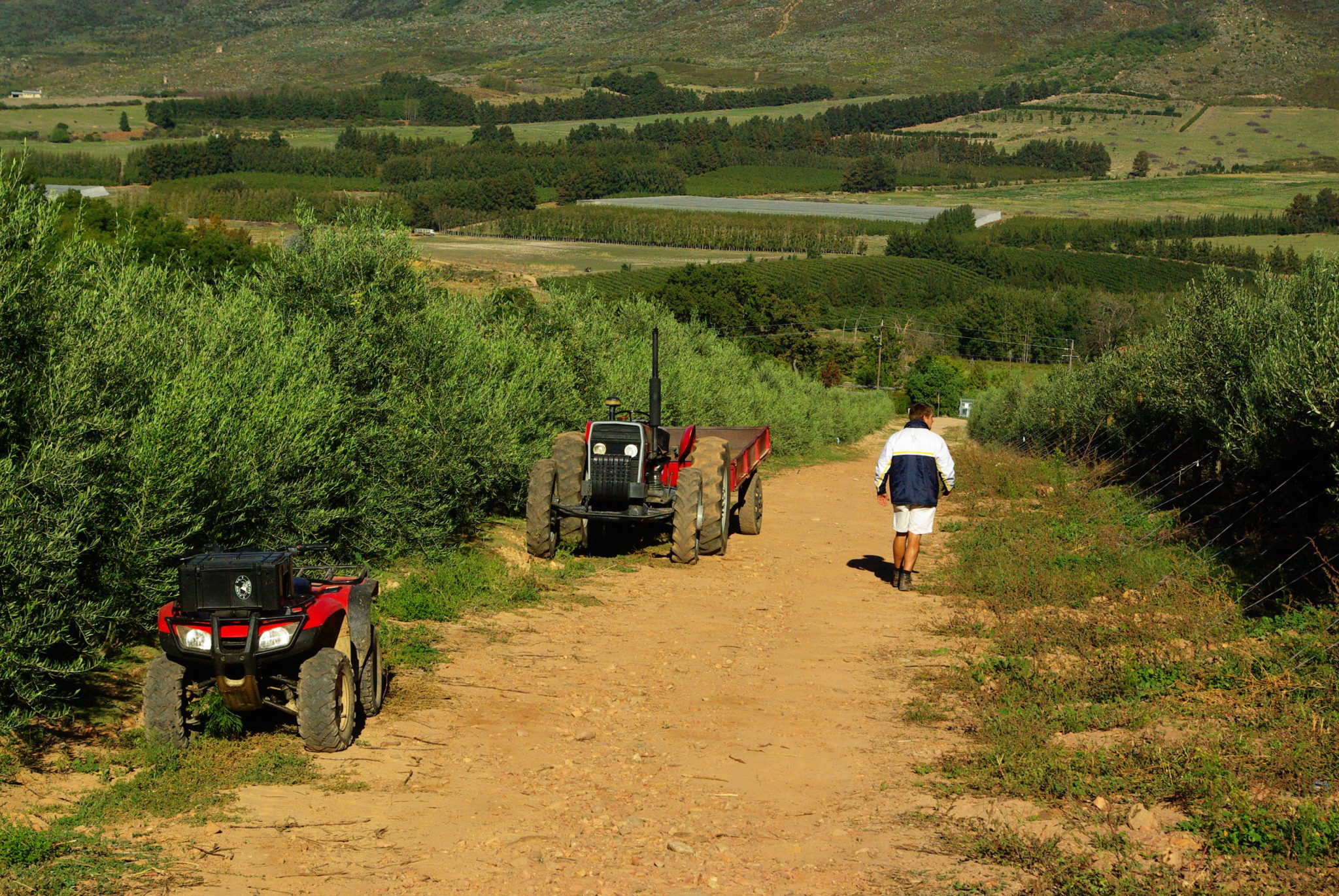 Oakhurst Olives Farm