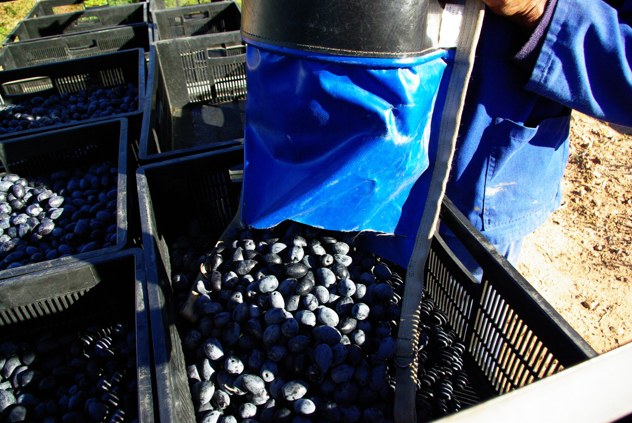 Oakhurst Olives Picking Carts