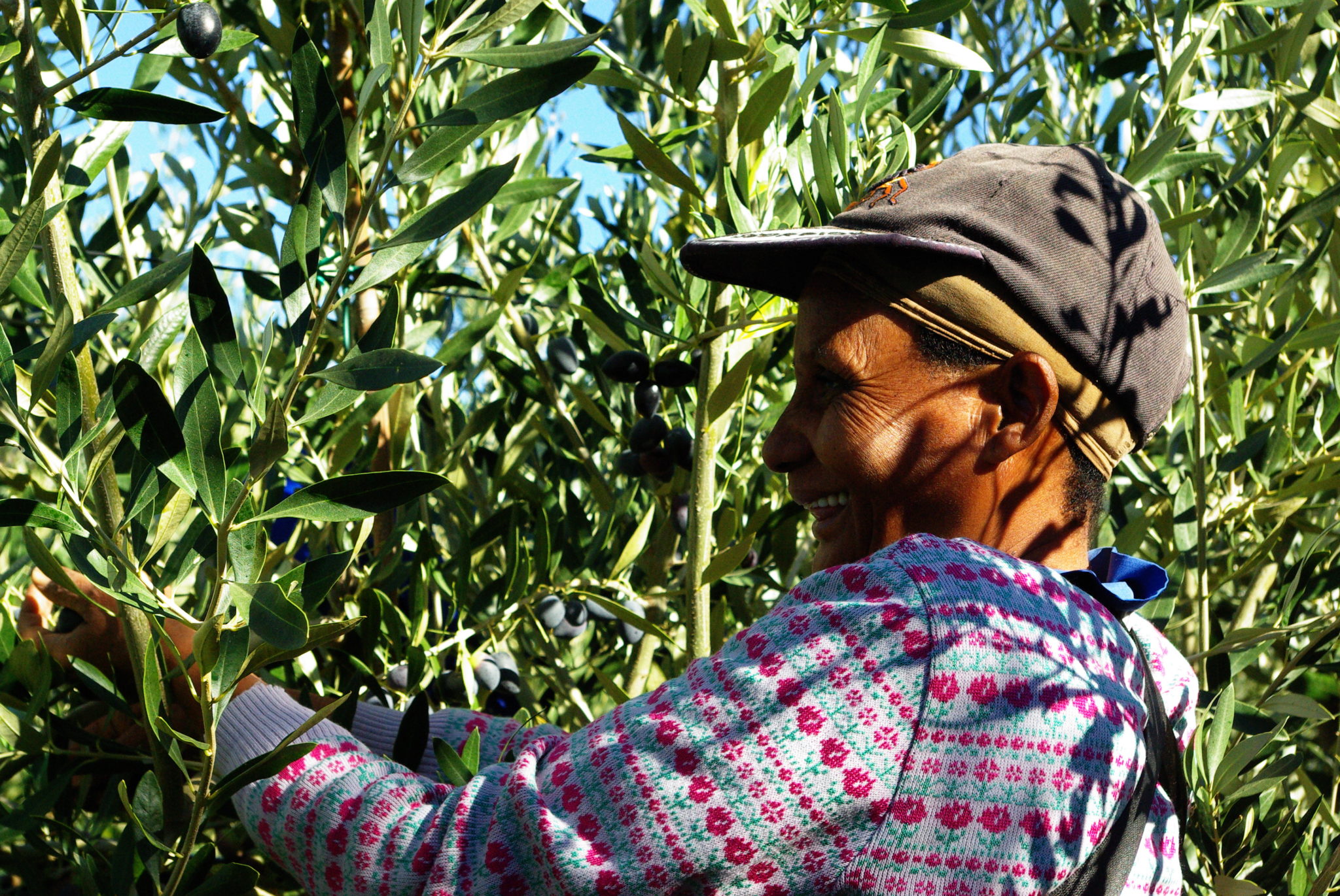 Oakhurst Olives Picking