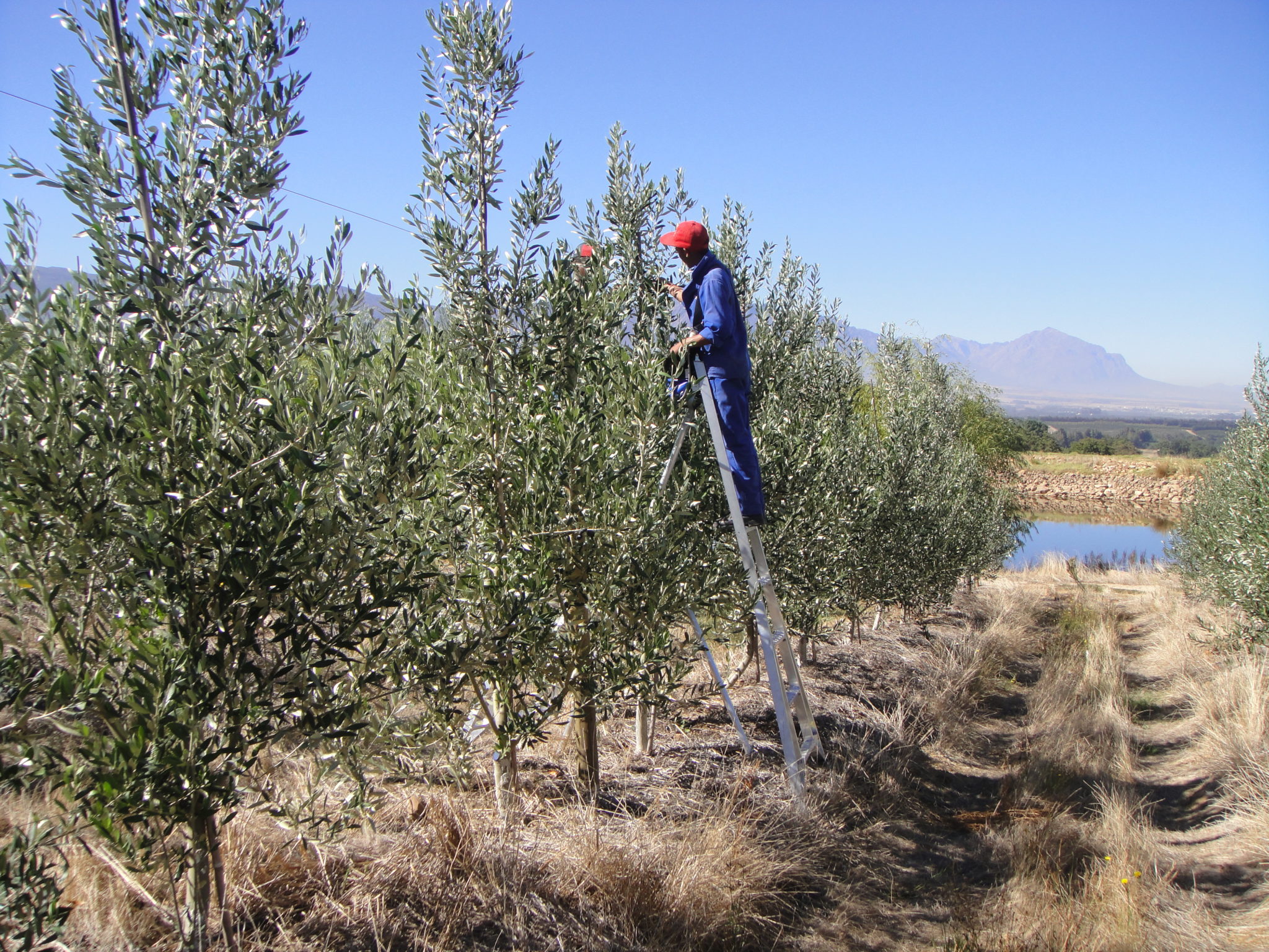 Olive Picking Oakhurst Olives-1