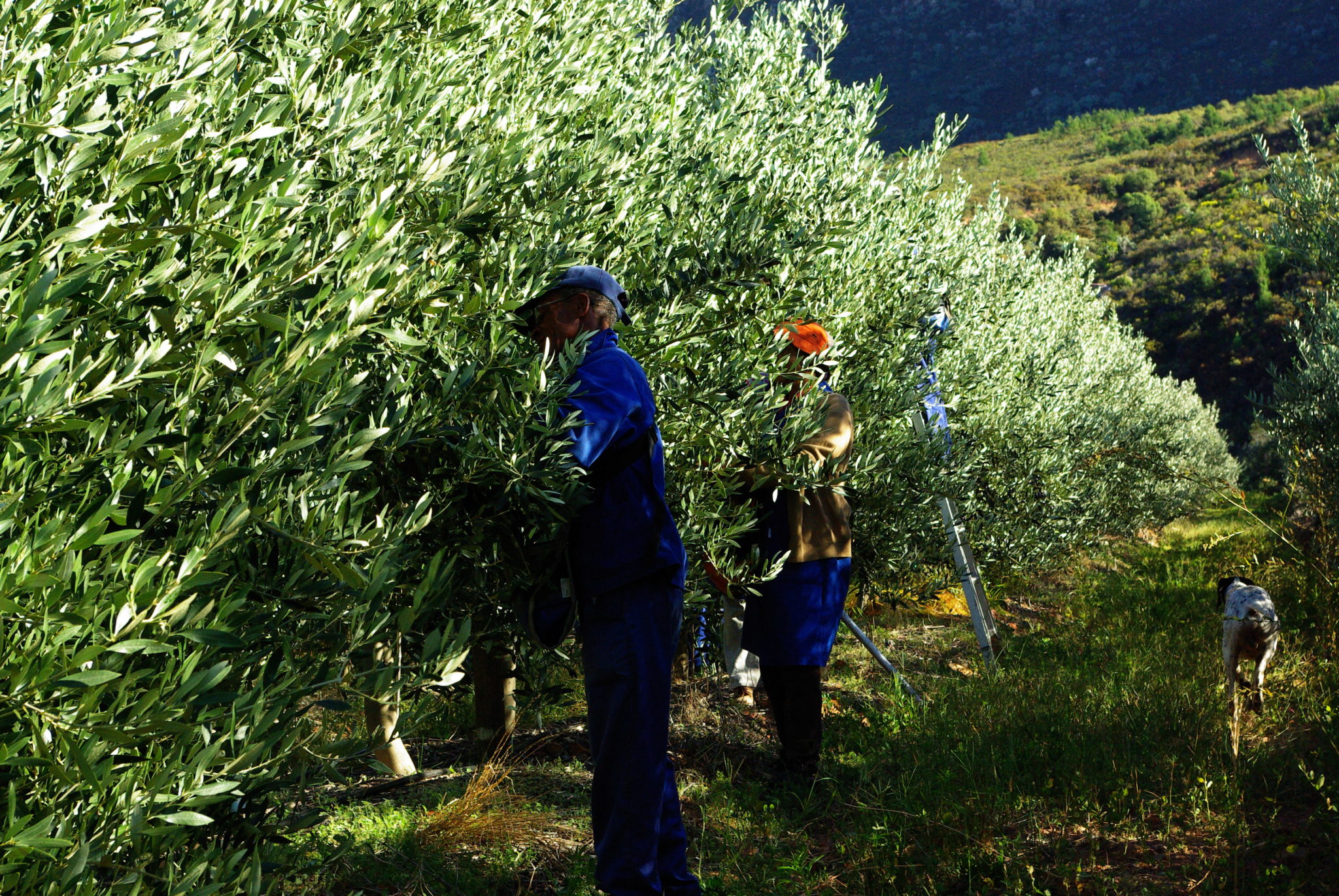Olives Picking Oakhurst Olives