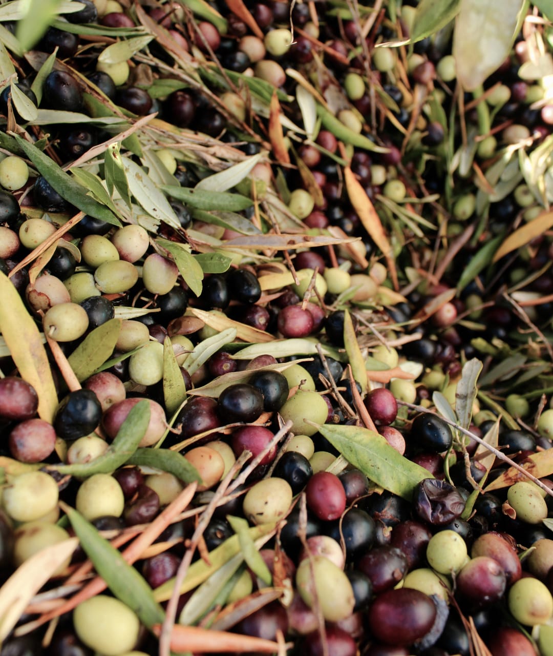 PHOTO-2026-04-01-10-43-46