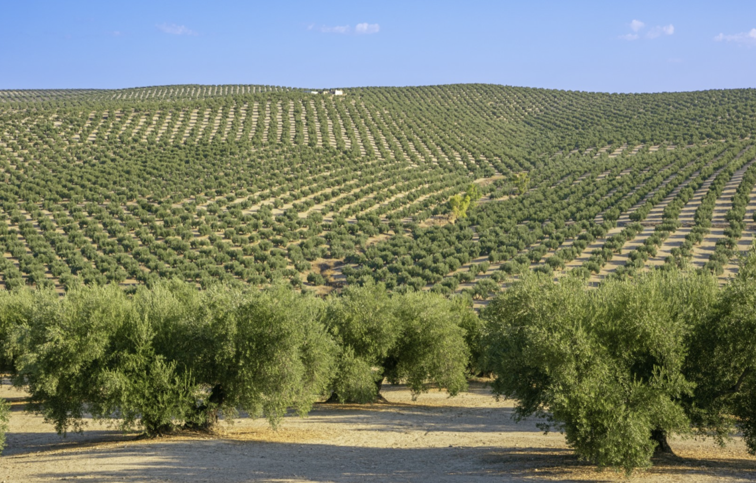 image_1